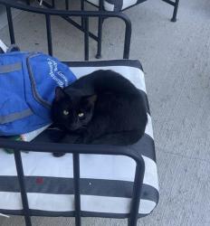 Found/Stray Male Cat last seen Echelon and Gentry East apmts , Cincinnati, OH 45245