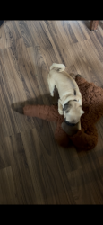 Lost Female Dog last seen Talley rd old Talley rd, San Antonio, TX 78253