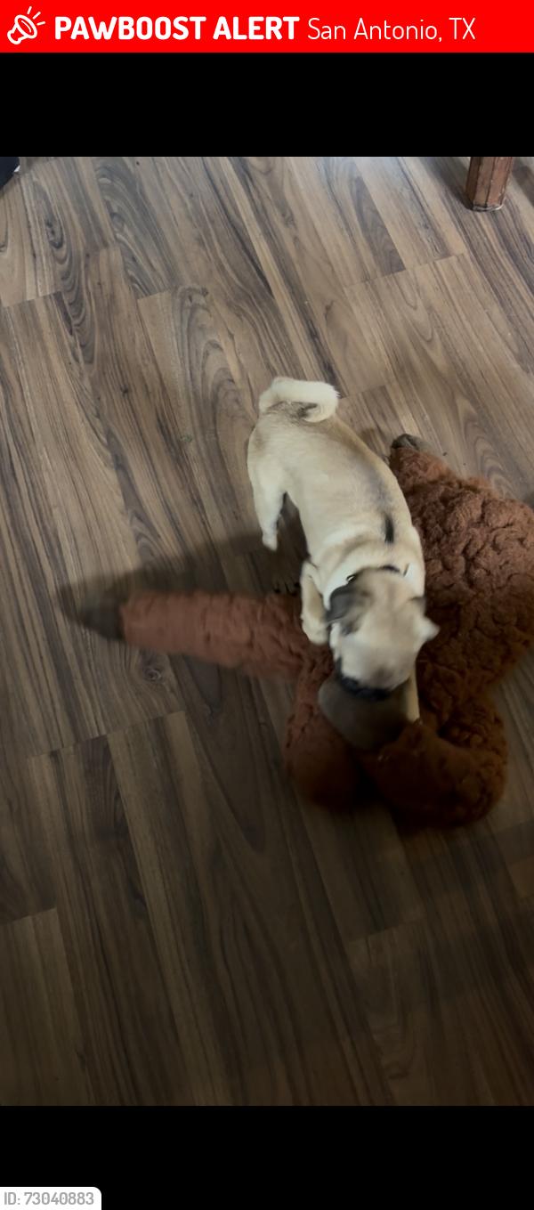 Lost Female Dog last seen Talley rd old Talley rd, San Antonio, TX 78253