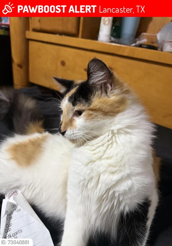 Lost Female Cat last seen Pebble beach st, Lancaster, TX 75134