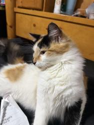 Lost Female Cat last seen Pebble beach st, Lancaster, TX 75134