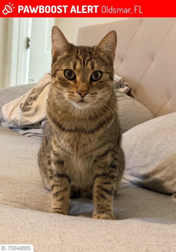 Deceased Male Cat last seen Oakleaf Blvd, Oldsmar, FL 34677