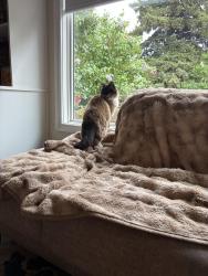 Lost Female Cat last seen Near evergreen street, Sherwood Park, AB T8A 1J7