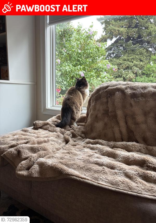 Lost Female Cat last seen Near evergreen street, Sherwood Park, AB T8A 1J7