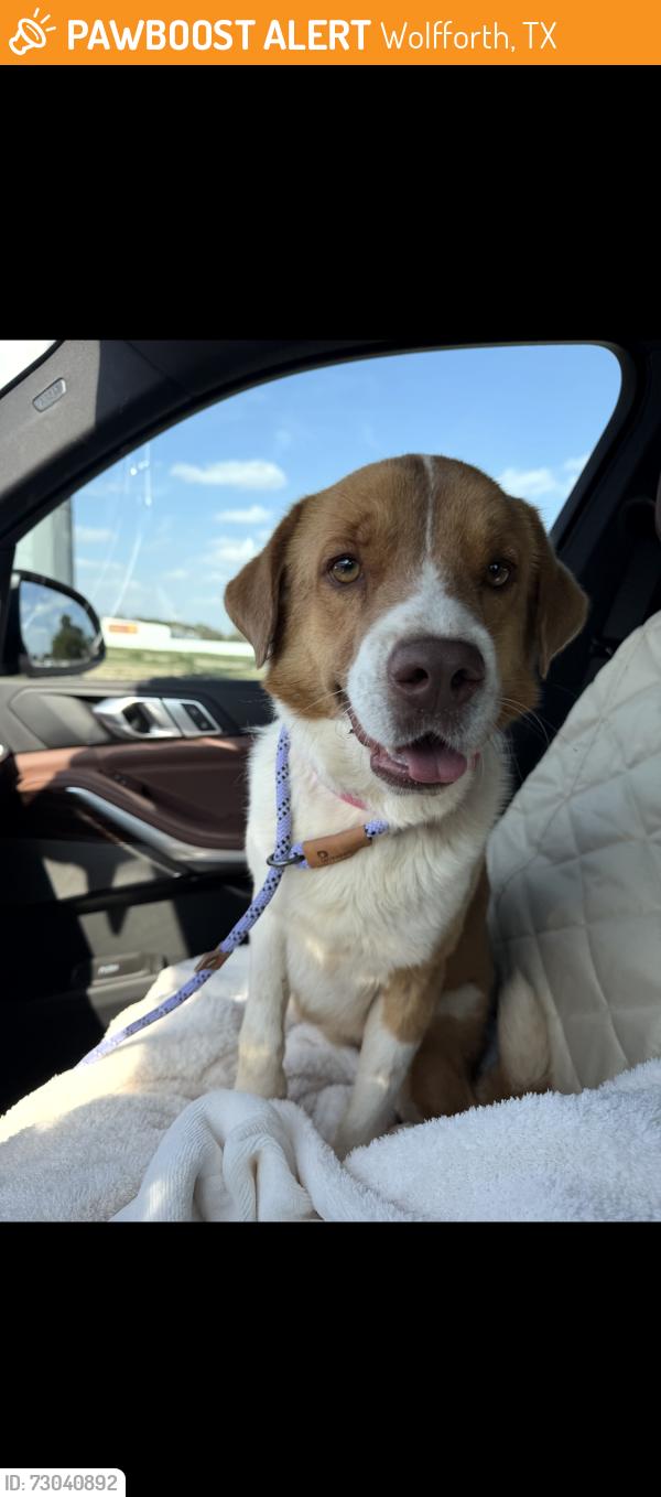 Found/Stray Unknown Dog last seen Wolfforth, Texas, Wolfforth, TX 79382