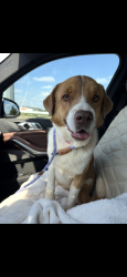 Found/Stray Unknown Dog last seen Wolfforth, Texas, Wolfforth, TX 79382
