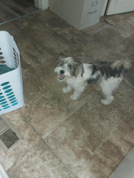 Found/Stray Male  Dog last seen Near Fuller St, Smithfield, NC 27577, USA, Smithfield, NC 27577