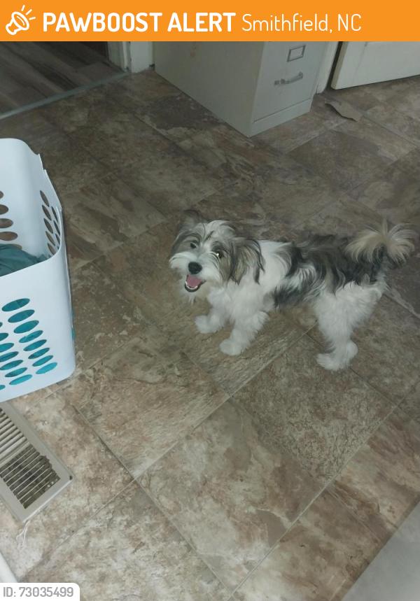 Found/Stray Male  Dog last seen Near Fuller St, Smithfield, NC 27577, USA, Smithfield, NC 27577