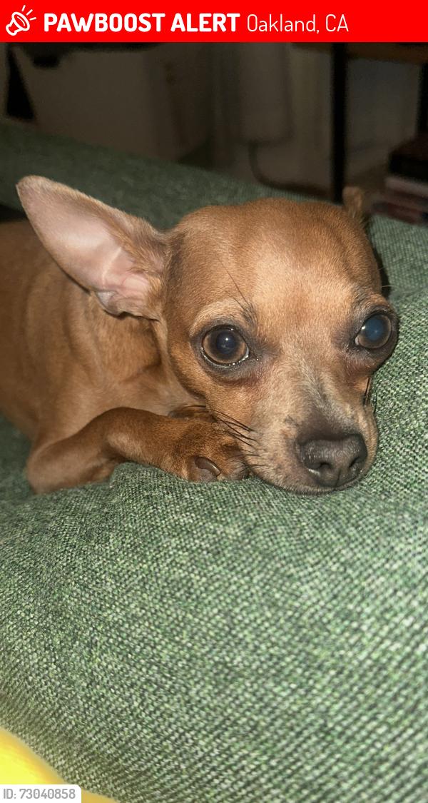 Lost Female Dog last seen Between 4th & 5th st , Oakland, CA 94606
