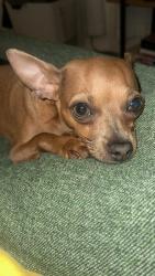 Lost Female Dog last seen Between 4th & 5th st , Oakland, CA 94606