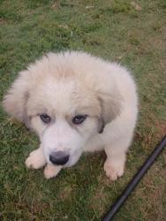 Lost Female Dog last seen Highway 37 and 76, Newcastle, OK 73065