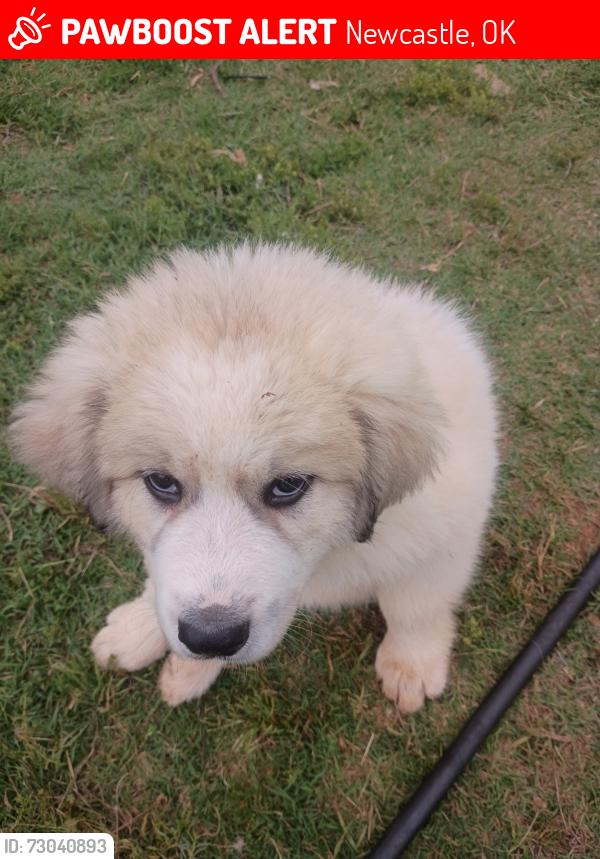 Lost Female Dog last seen Highway 37 and 76, Newcastle, OK 73065