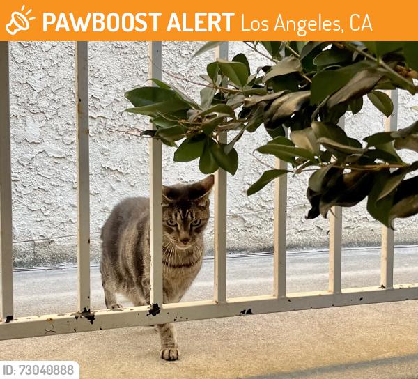 Found/Stray Unknown Cat last seen Washington Blvd and Inglewood , Los Angeles, CA 90066