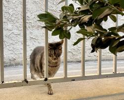 Found/Stray Unknown Cat last seen Washington Blvd and Inglewood , Los Angeles, CA 90066