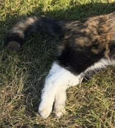 Found/Stray Unknown Cat last seen Walker rd behind craft pour hse grass area, Beaverton, OR 97006
