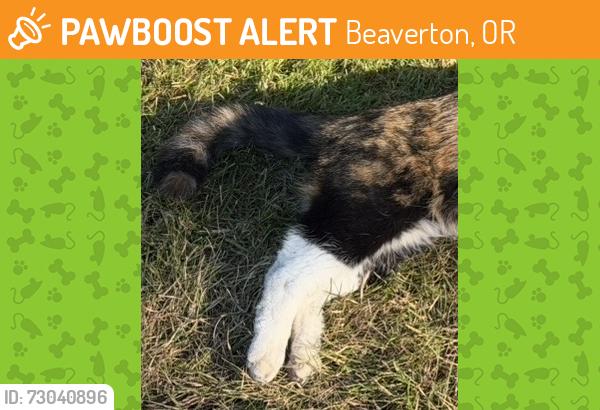 Found/Stray Unknown Cat last seen Walker rd behind craft pour hse grass area, Beaverton, OR 97006