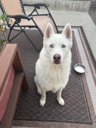 Reunited Male Dog last seen Hemphill Dr, San Diego, CA 92126, USA, San Diego, CA 92126