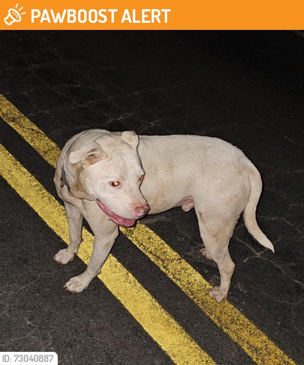 Found/Stray Male Dog last seen Airline Road, Anderson County, SC 29624