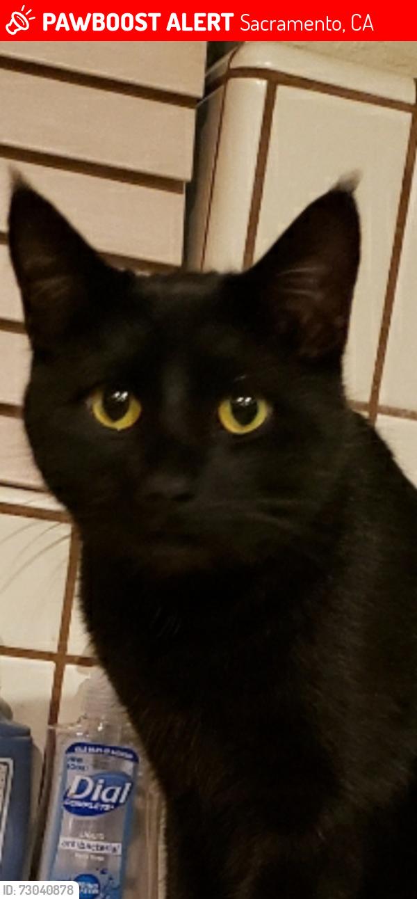 Lost Female Cat last seen Morpheus Lane between Daphne Avenue & Venus Drive, Sacramento, CA 95864