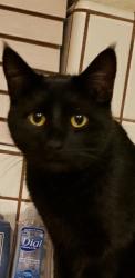 Lost Female Cat last seen Morpheus Lane between Daphne Avenue & Venus Drive, Sacramento, CA 95864