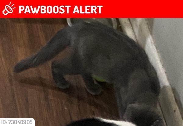 Lost Female Cat last seen Kayak ct Newark de, New Castle County, DE 19702