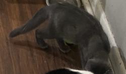 Lost Female Cat last seen Kayak ct Newark de, New Castle County, DE 19702