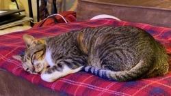 Lost Male Cat last seen Skinner Rd, Cypress, TX 77429