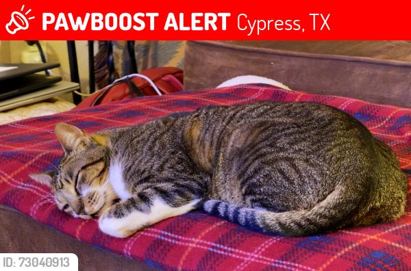 Lost Male Cat last seen Skinner Rd, Cypress, TX 77429