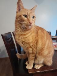 Lost Male Cat last seen Heather Street, Oak Grove, MN 55011