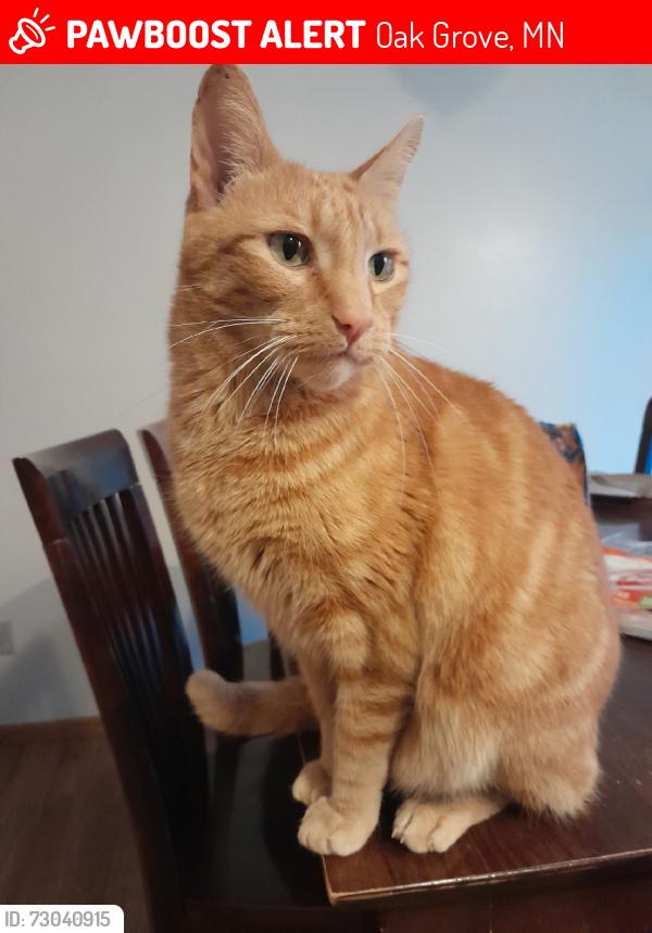 Lost Male Cat last seen Heather Street, Oak Grove, MN 55011