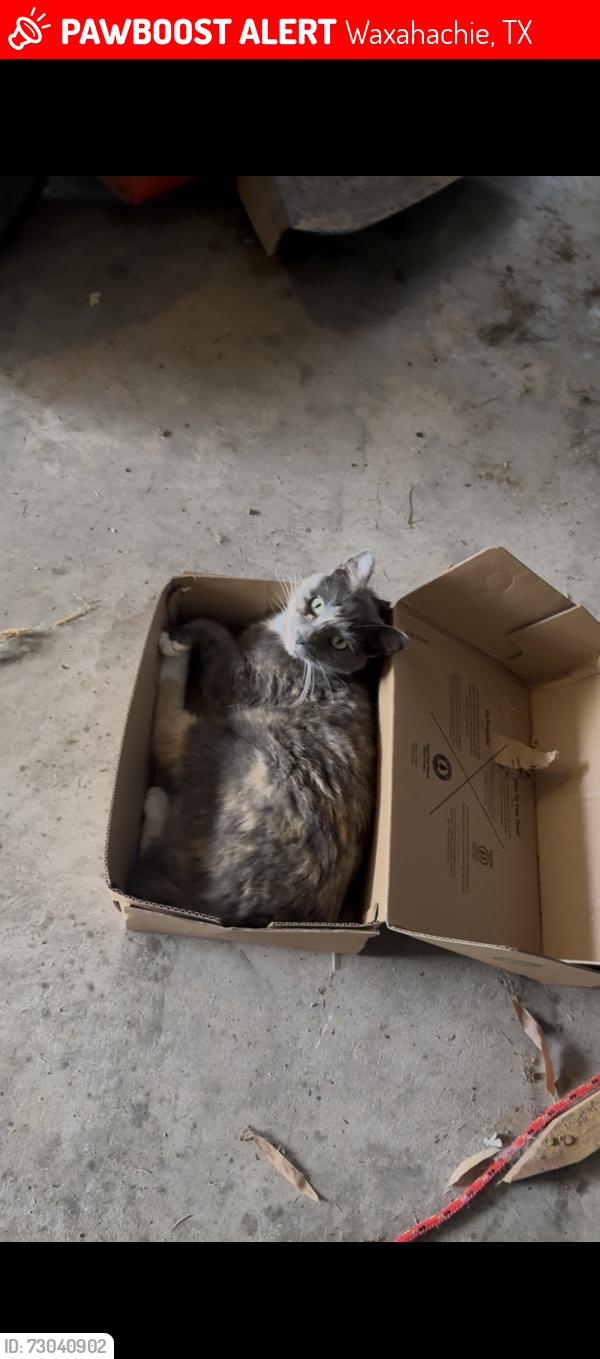 Lost Female Cat last seen North Oak Branch, Waxahachie, TX 75167