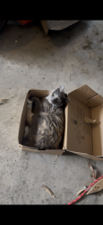Lost Female Cat last seen North Oak Branch, Waxahachie, TX 75167