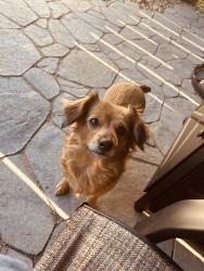 Lost Female Dog last seen NEAR PARVELLO HOUSE, Fresno, CA 93721