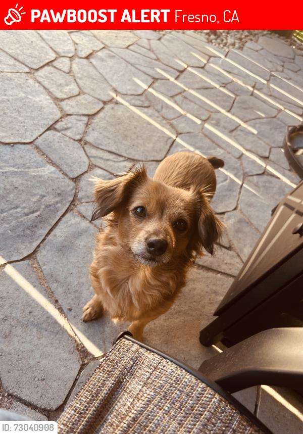 Lost Female Dog last seen NEAR PARVELLO HOUSE, Fresno, CA 93721