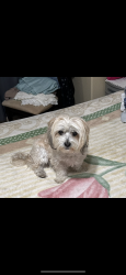 Lost Female Dog last seen 72nd Ave and Herbert Guice Way, Oakland, CA 94621