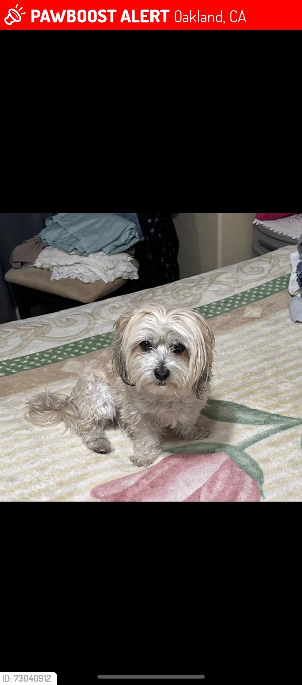 Lost Female Dog last seen 72nd Ave and Herbert Guice Way, Oakland, CA 94621