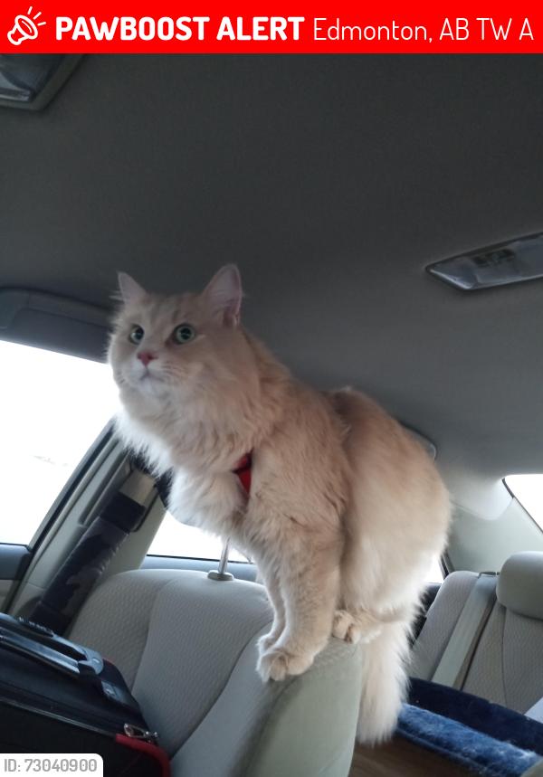 Lost Male Cat last seen Tarasun gardens  terwillegar , Edmonton, AB T6W 1A4