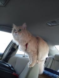 Lost Male Cat last seen Tarasun gardens  terwillegar , Edmonton, AB T6W 1A4