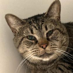 Shelter Stray Male Cat last seen , Animal Care & Control Team of Philly, 111 W Hunting Park Ave, Philadelphia, PA 19140, USA