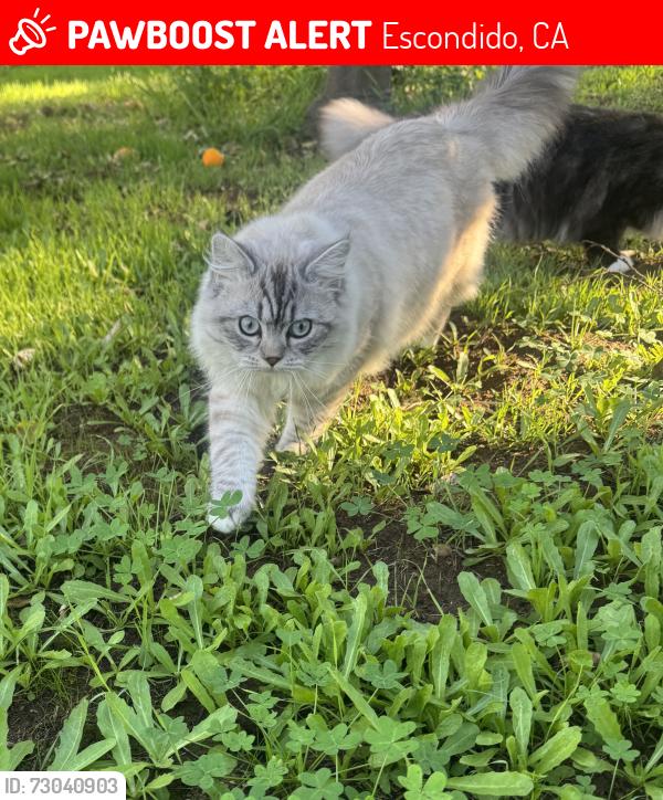 Lost Male Cat last seen Glenridge , Escondido, CA 92027