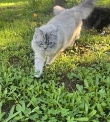 Lost Male Cat last seen Glenridge , Escondido, CA 92027