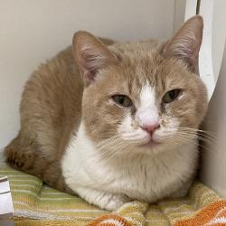 Shelter Stray Male Cat last seen , Animal Care & Control Team of Philly, 111 W Hunting Park Ave, Philadelphia, PA 19140, USA