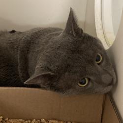 Shelter Stray Male Cat last seen , Animal Care & Control Team of Philly, 111 W Hunting Park Ave, Philadelphia, PA 19140, USA
