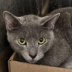 Shelter Stray Female Cat last seen , Animal Care & Control Team of Philly, 111 W Hunting Park Ave, Philadelphia, PA 19140, USA