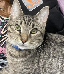 Lost Male Cat last seen Etna, Kittanning St, Lincoln St, Pittsburgh, PA 15223