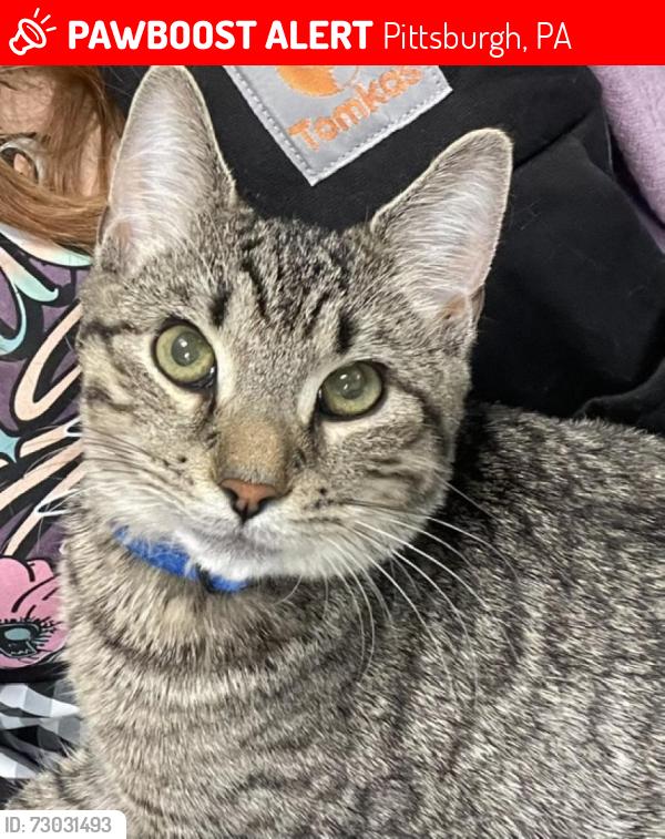 Lost Male Cat last seen Etna, Kittanning St, Lincoln St, Pittsburgh, PA 15223
