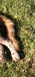 Found/Stray Unknown Cat last seen Sequoia Park, Simi Valley, CA 93063