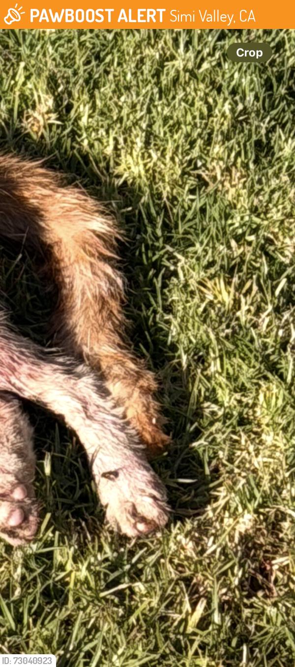 Found/Stray Unknown Cat last seen Sequoia Park, Simi Valley, CA 93063
