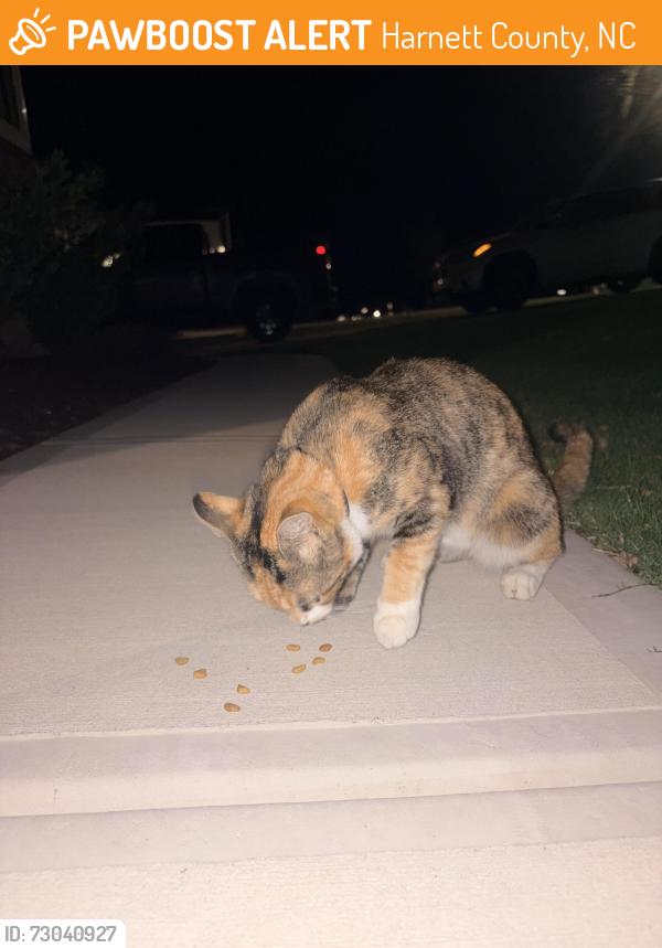 Found/Stray Unknown Cat last seen Golden Leaf Farms Rd., Harnett County, NC 27501