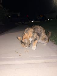 Found/Stray Unknown Cat last seen Golden Leaf Farms Rd., Harnett County, NC 27501